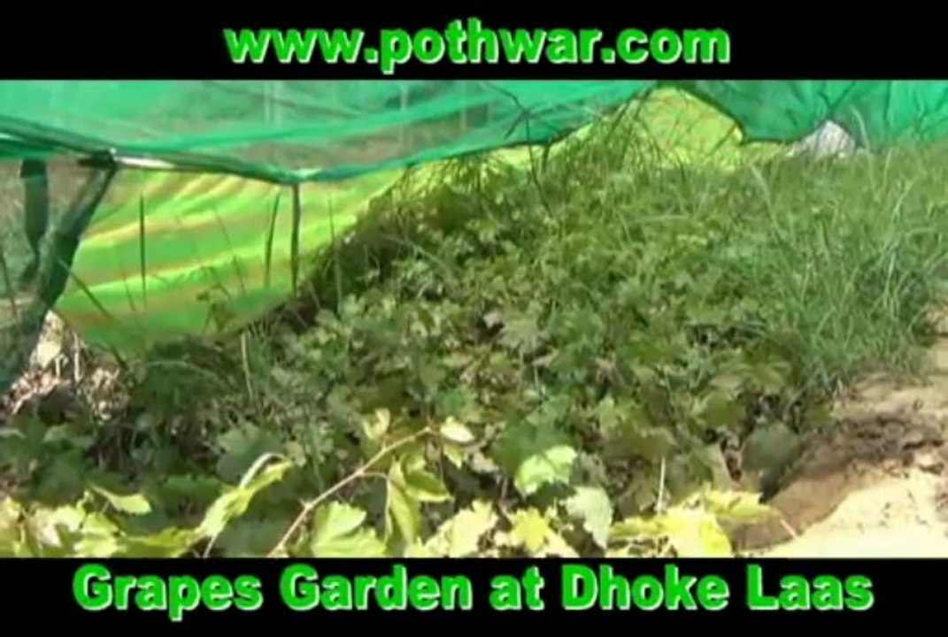 Dhok Lass, Grapes farm