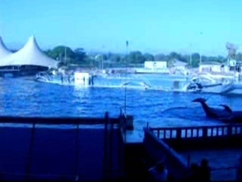 orque marineland