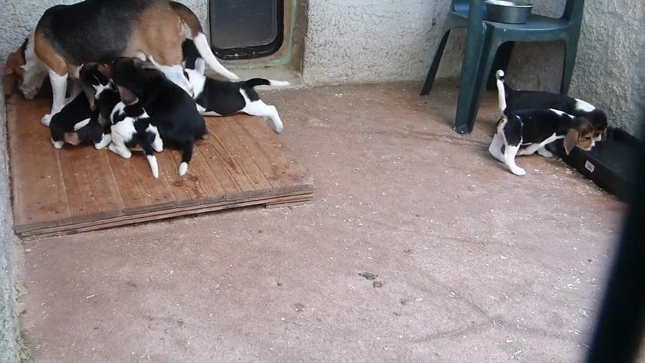 chiots de calypso 6 semaines