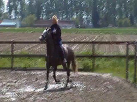 Duque étalon Lusitanien de 5ans