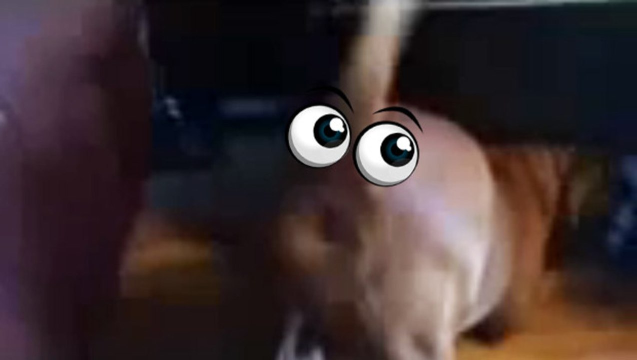 Un chien aboie par les fesses