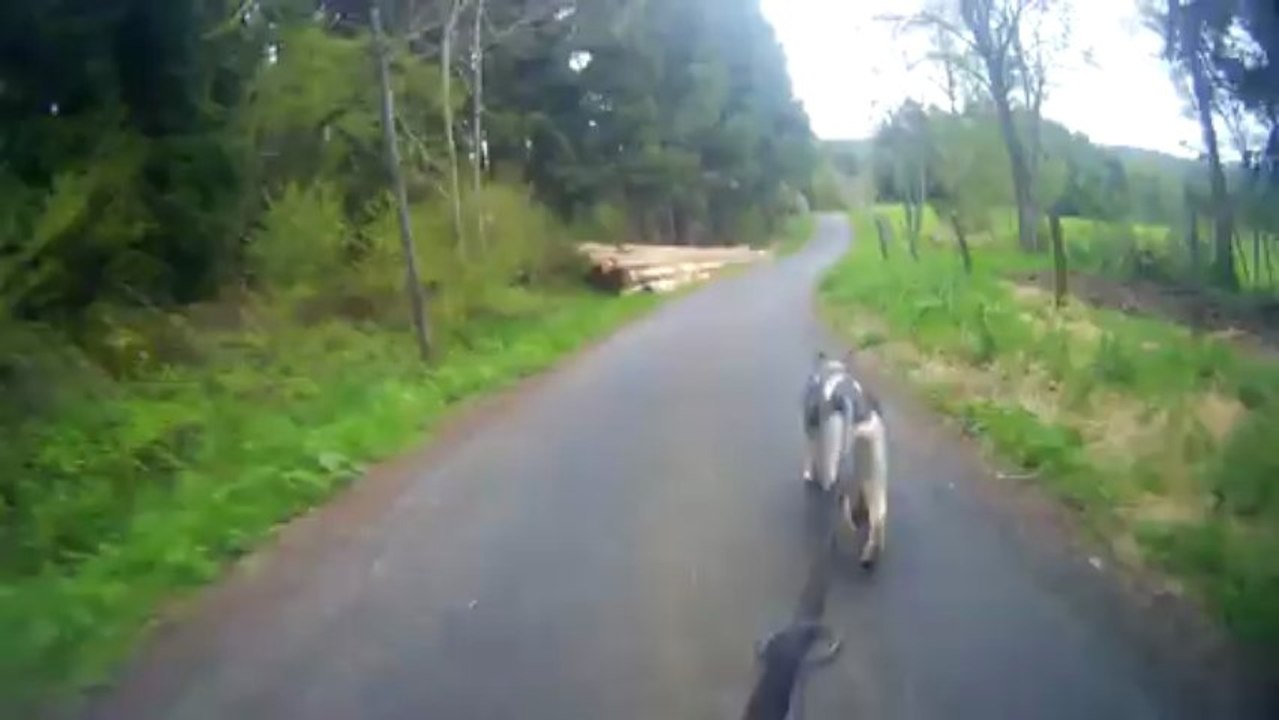 Entrainement Bike-Joring du 23/05/2013 avec Leeloo