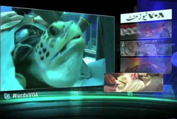 News Minute on Voa News - 30th May 2013