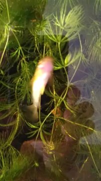 corydoras similis spawning (reproduction)