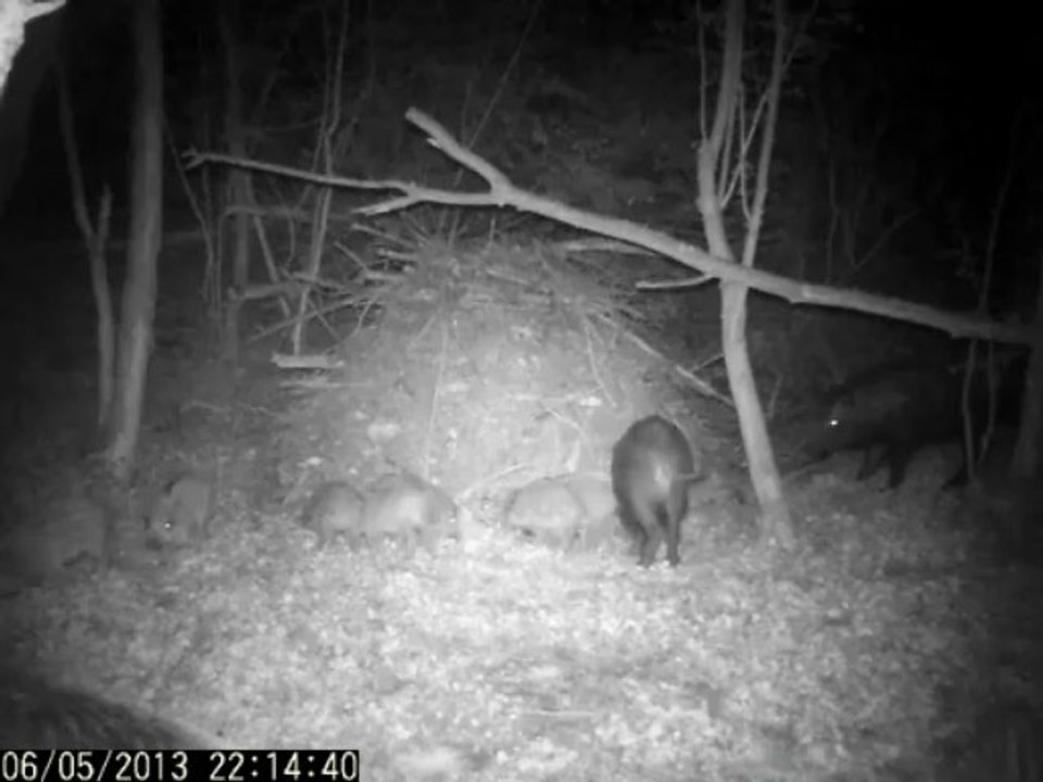 VIDEO Camera NATURACAM® Sangliers,laies et marcassins.avi