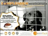SHAOLIN  EFSANESİ KÖPEĞİ - zonguldak hayvan hakları  derneği yemek yardımı ve divan mobilya