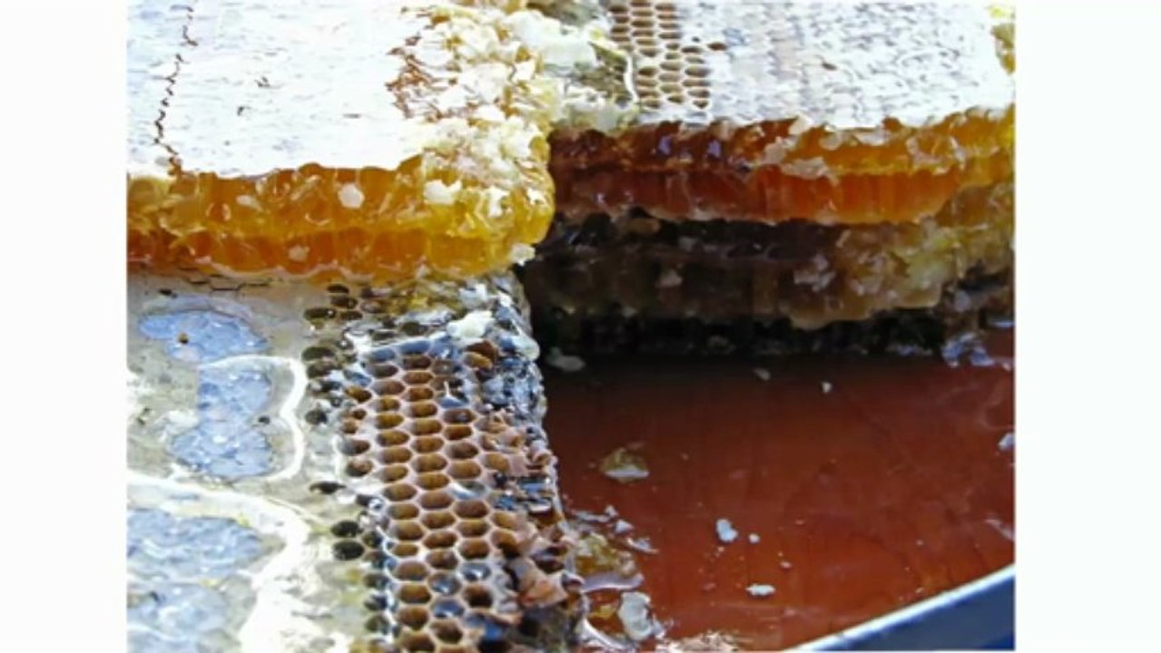 Honig und Bienenprodukte - www.honeycomb.de