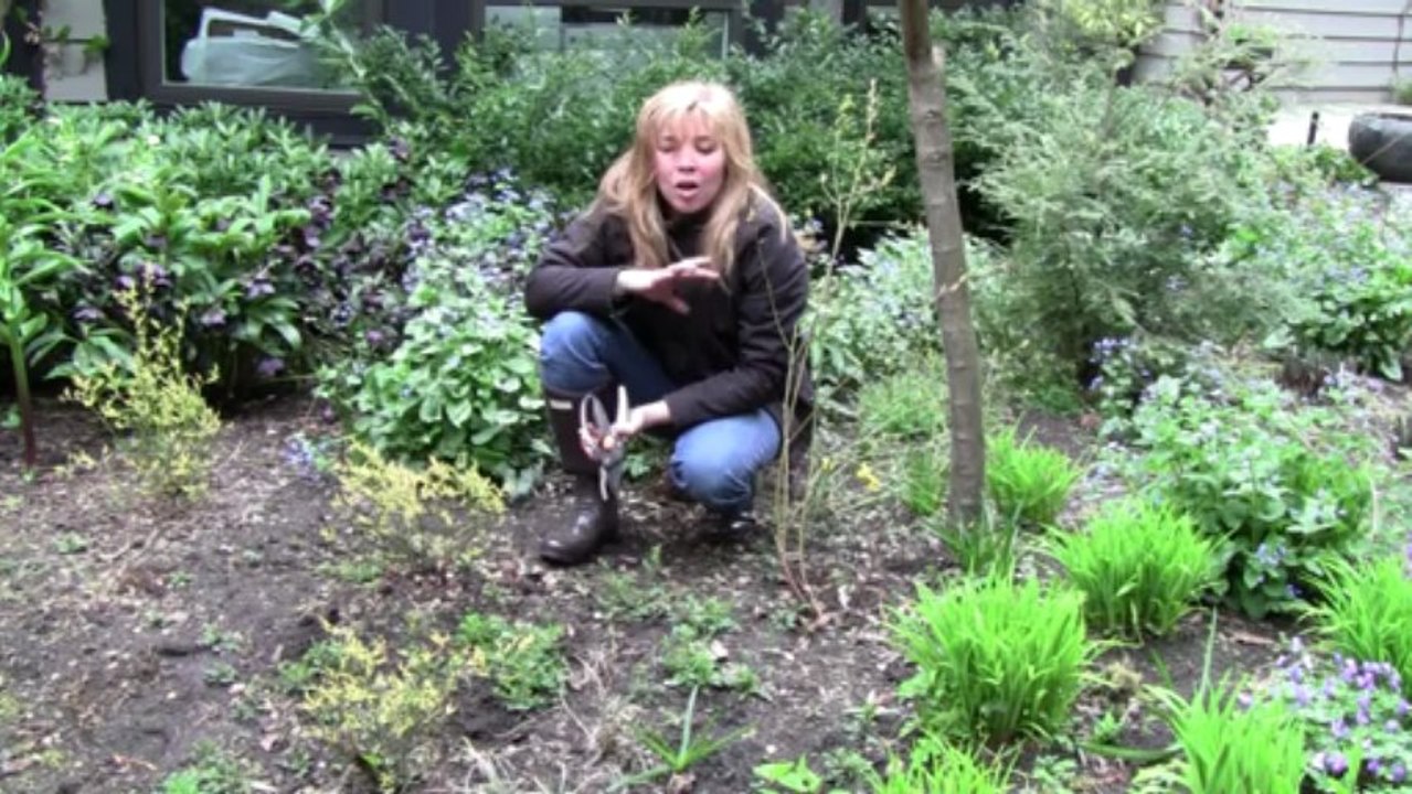 May 25/13 Senga's Vlog - How to Prune Blueberries