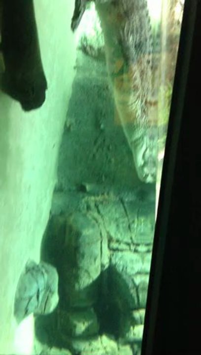 croco 2