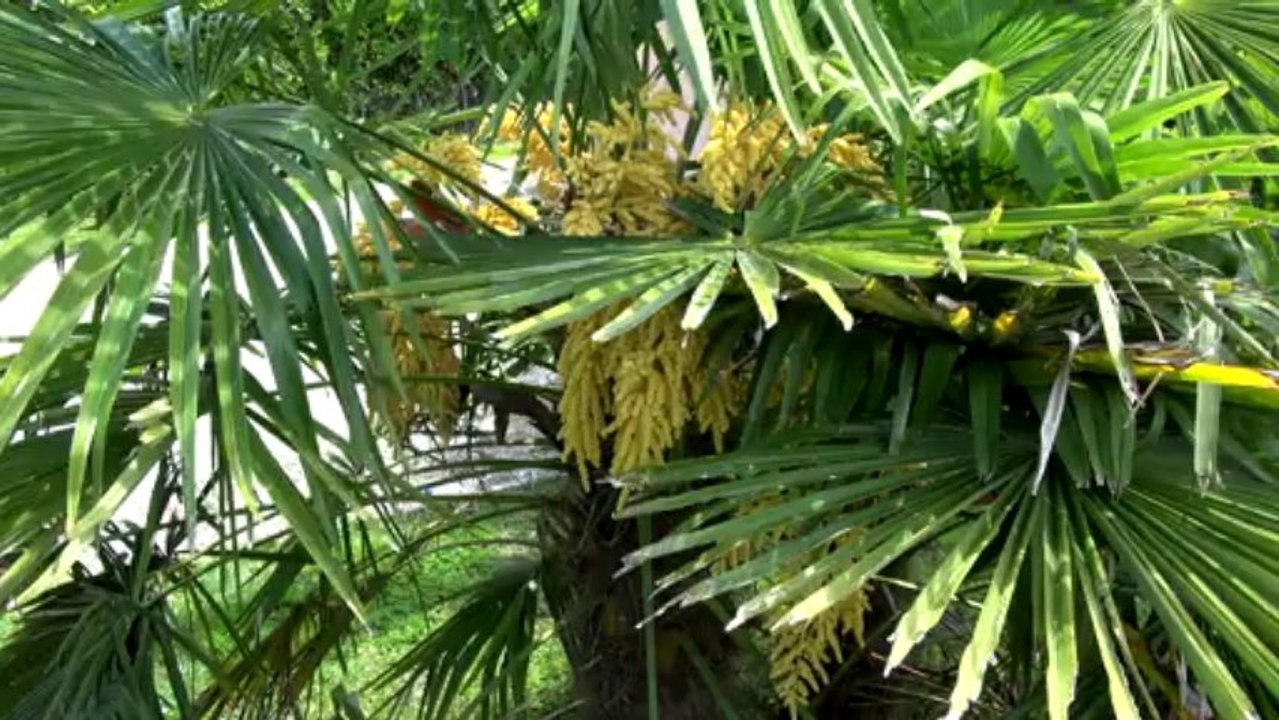 dans mon jardin