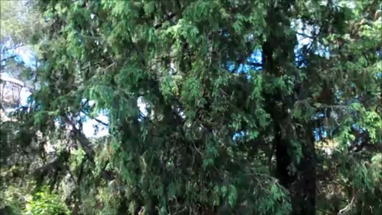 LE VILLAGE DES TORTUES ( Gonfaron / Var 83 )