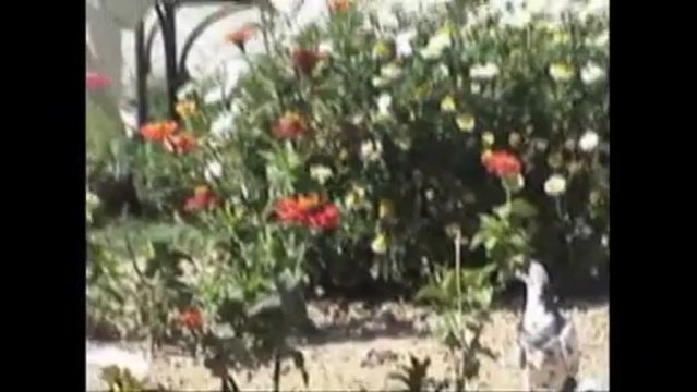 hulusi yıldırım 05346172118 yıldırım müzik niğde