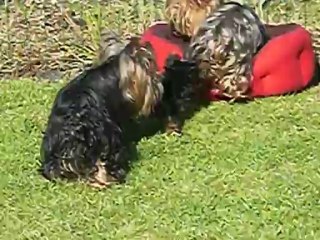 Les bébés de CYBELLE au soleil... 25 mai 2013