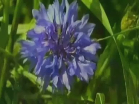 NAAT-ARİF NİHAT ASYA-YUSUF ZİYA ÖZKAN