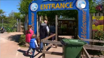 GB : l'employée de zoo attaquée par un tigre succombe...
