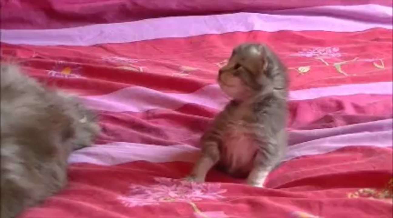 Porté d'Haya : Ils ont 15 jours sur la vidéo.