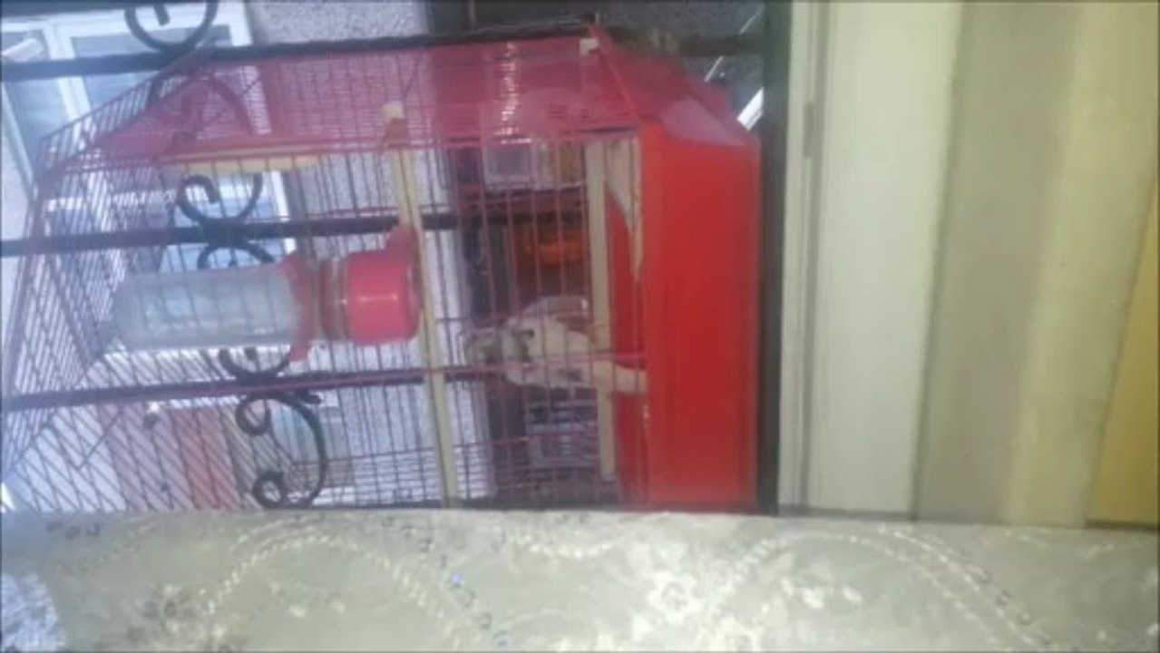 Bu KUŞA İnamıycaksınız Sadece İzleyin