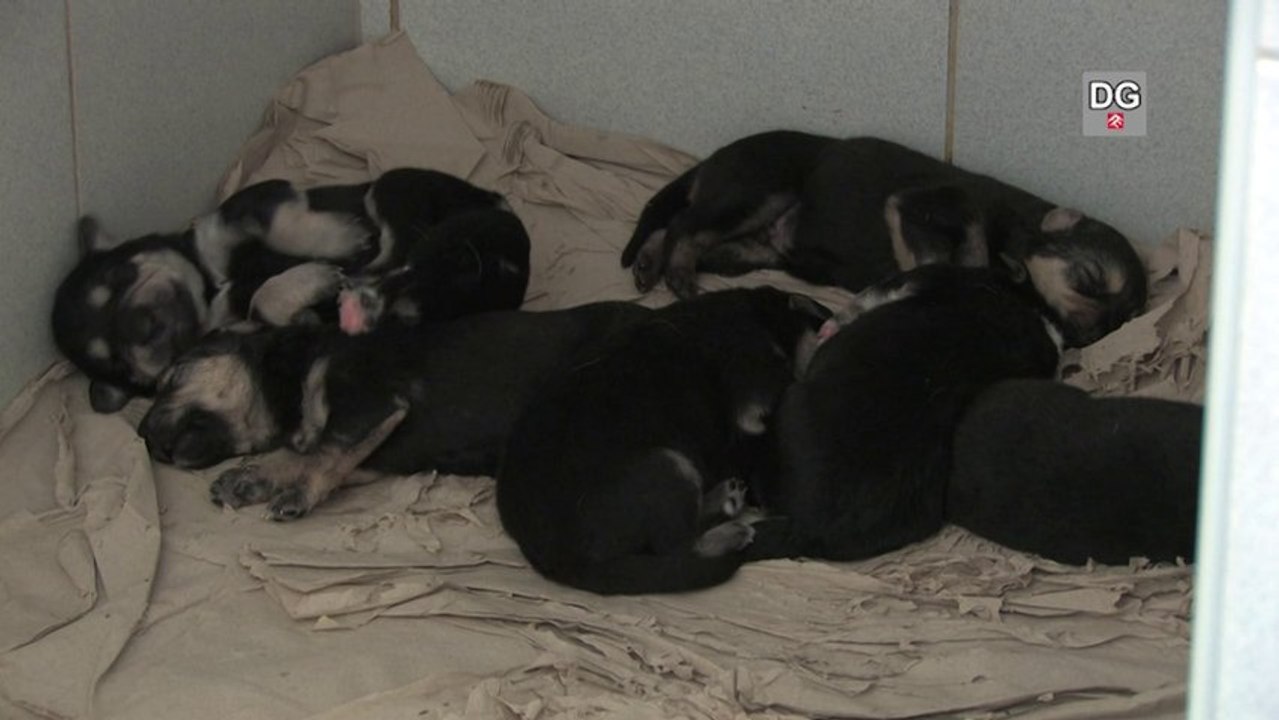 Tierklinik Hainburg - in Geborgenheit geboren