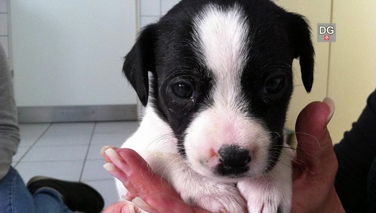 Tierarzt beendet Tierquälerei - Facebook Mitglieder halfen