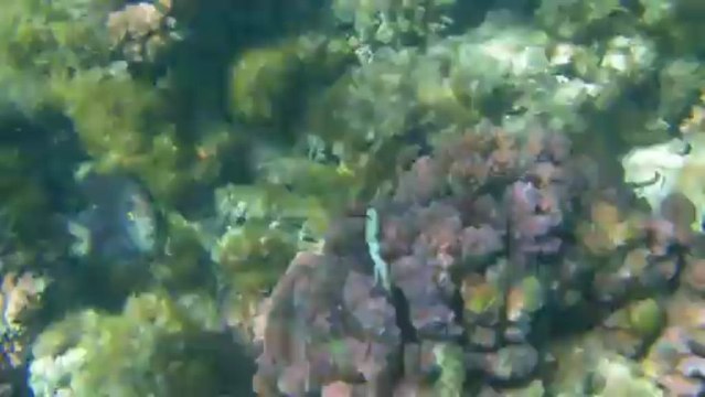 Les fonds sous marins mauricien