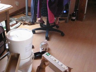 bb vert abyssine avec holywood maine coon