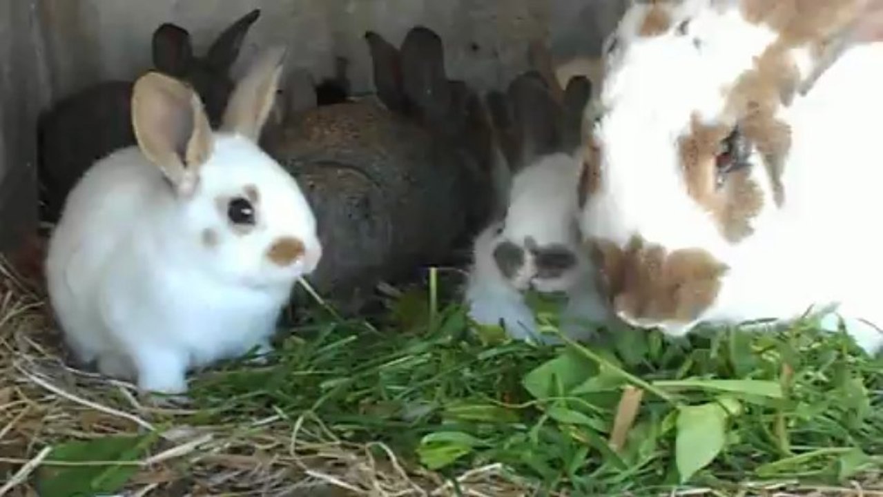 Goûter de mes animaux 1