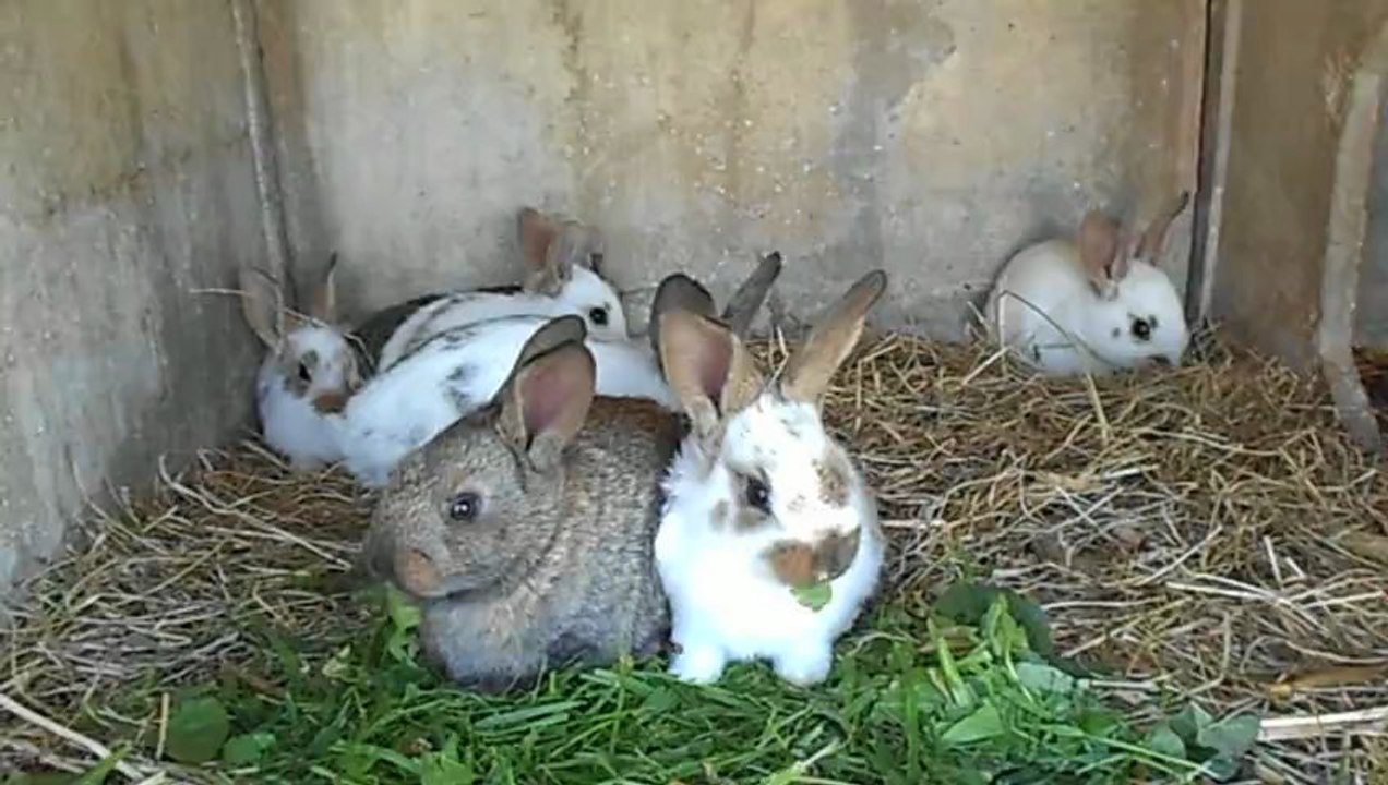 Goûter de mes animaux 3