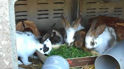 Goûter de mes animaux 5