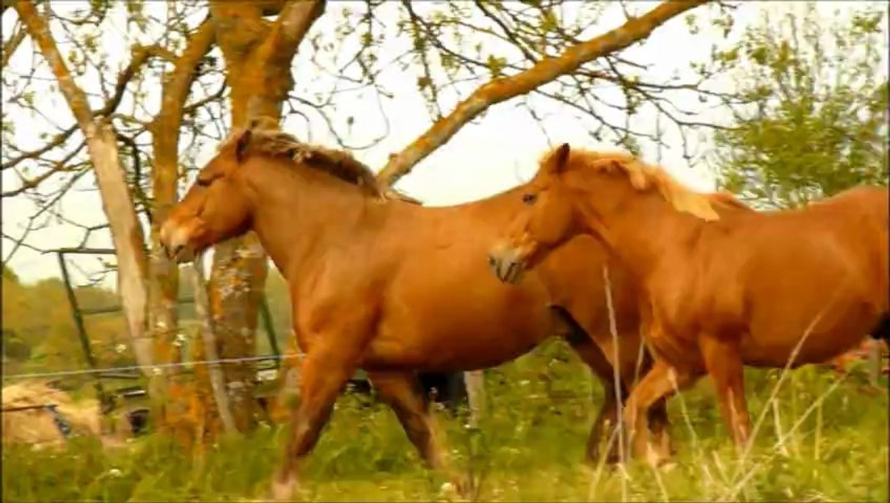 "Lust" The Raveonettes, avec Éclair et Rudy
