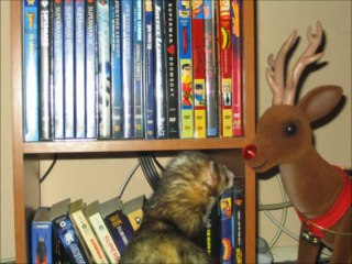 Christmas Ferret Song Starring Chinook and Nikomi