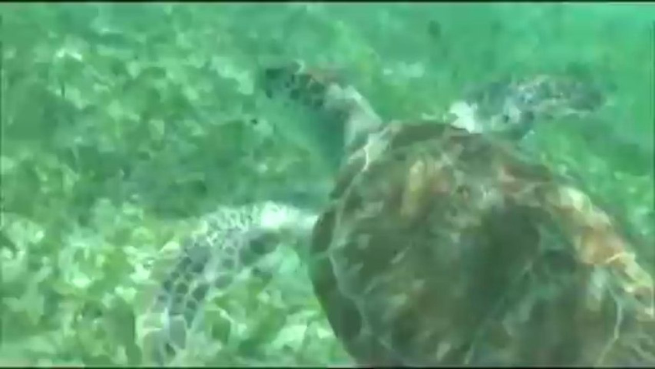 et971 ST BARTH tortue