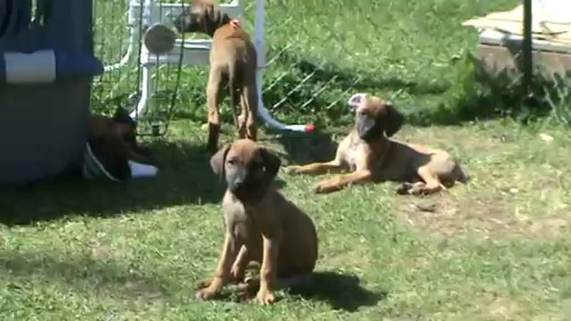 Chiots Ridgeback
