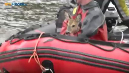 Ree gered van verdrinking - RTV Noord