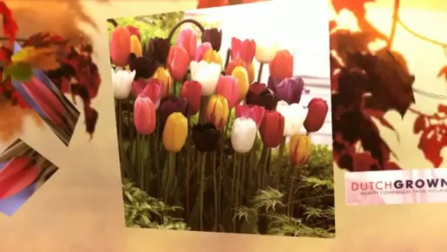 The Benefits of Wholesale Flower Bulbs