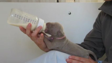 Biberon Miss Rose (25/05/13)