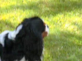 Les frimousses jouent au jardin