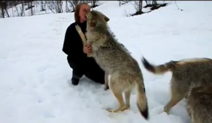 Canis lupus