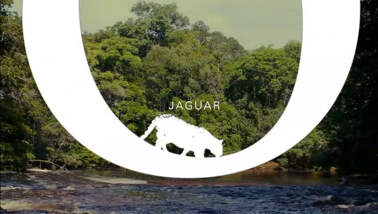 Amazonia - Inédit - Jaguar
