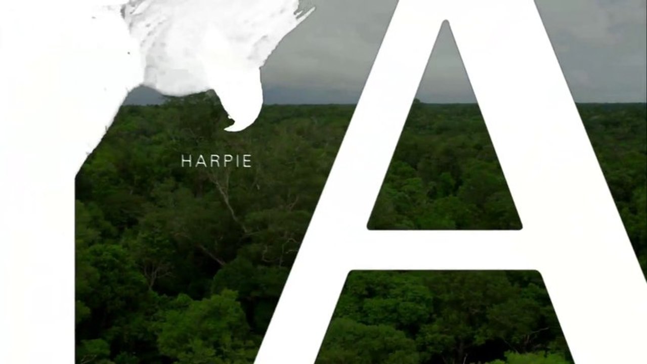 Amazonia - Inédit - Harpie