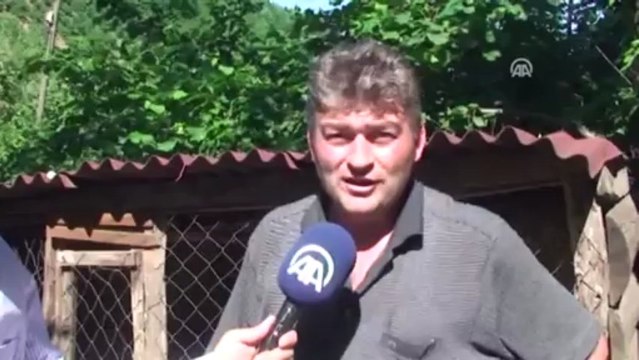 Tavuk, ördek yavrularına annelik yapıyor