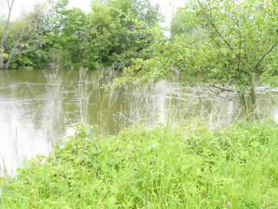 Video saalestrand und vogelgezwitscher