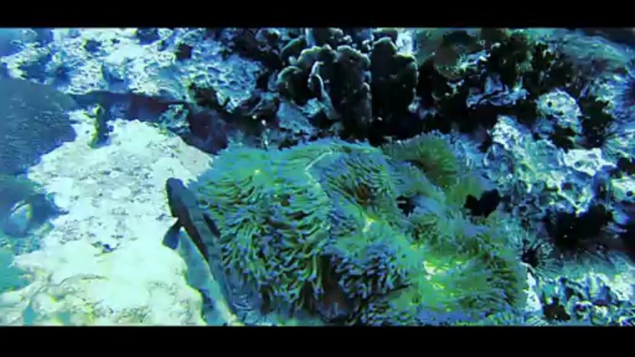 Plongée sous-marine à Koh Tao en Thaïlande