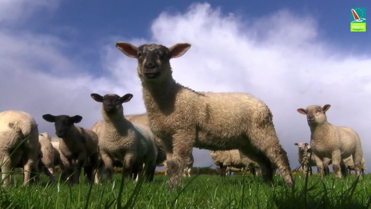 Visite de Dublin Dun Laoghaire