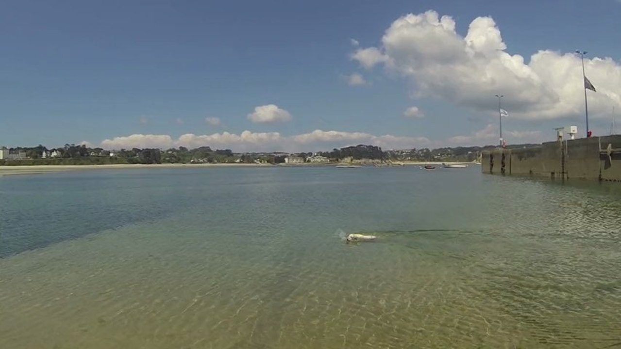Chien d'eau