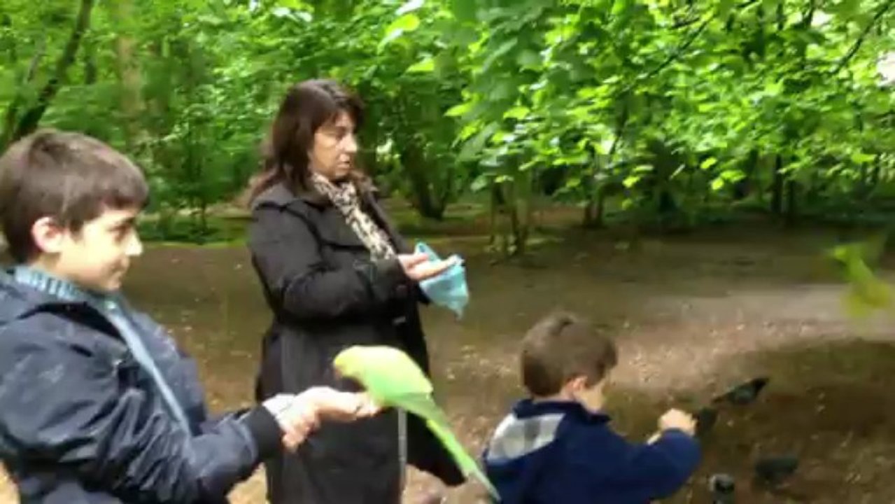 nourrir les perruches