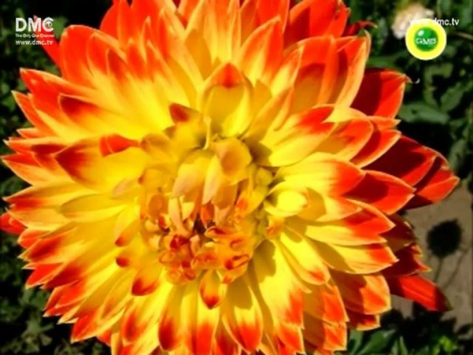 DMC TV Gleaming With Buddhism: Buddhist Peaceful Sleep