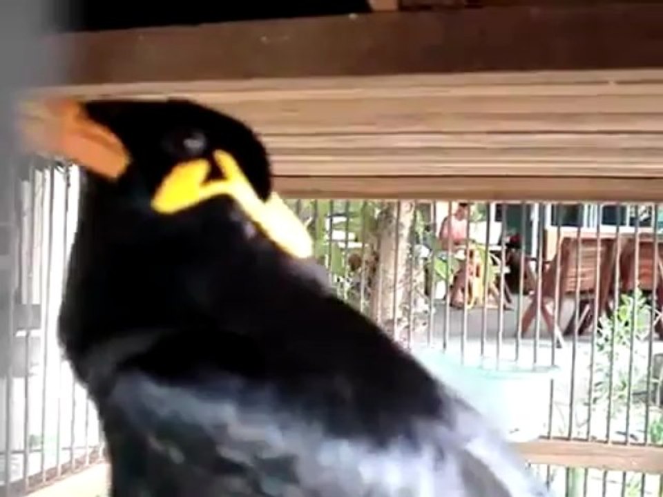 A bird whistle like an iphone ringtone !