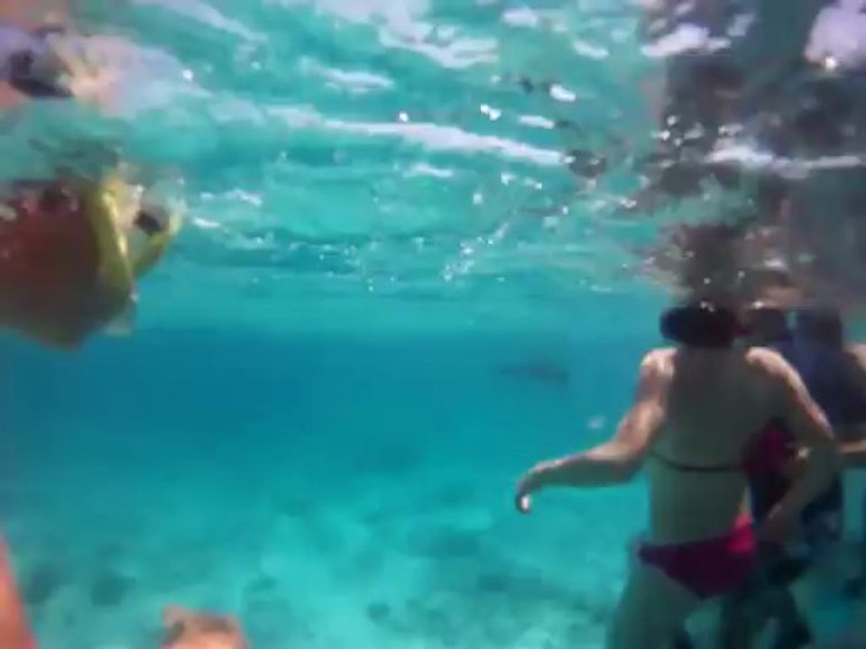 Mayotte raie manta