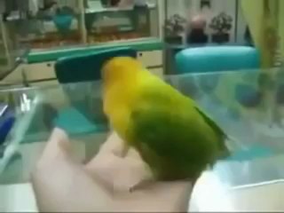 subhaan ALLAH A PARROT ALLAH KA ZIKAR KARTA