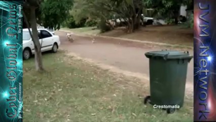 Canguro lucha con un perro